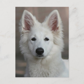 witte herder briefkaart