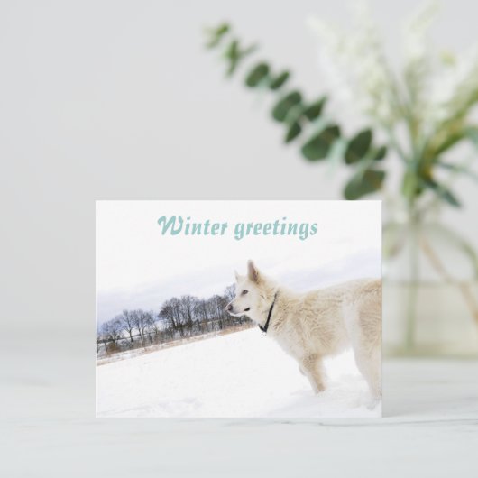 Witte herder in sneeuwBriefkaart Briefkaart (Staand voorkant)