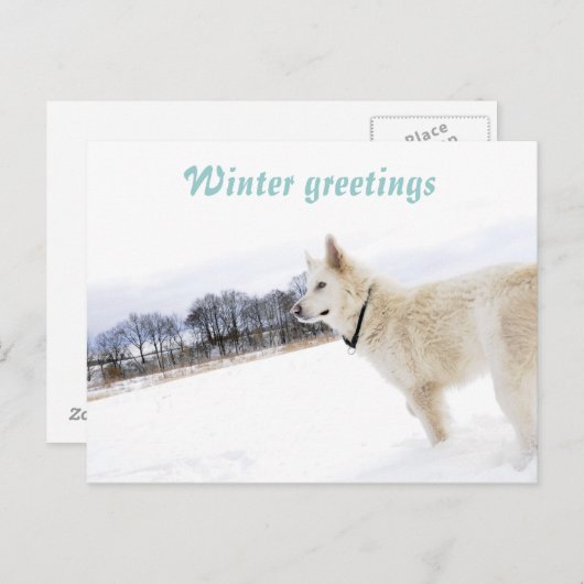 Witte herder in sneeuwBriefkaart Briefkaart (Voorkant / Achterkant)