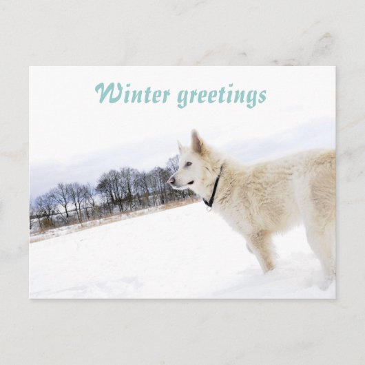 Witte herder in sneeuwBriefkaart Briefkaart (Voorkant)