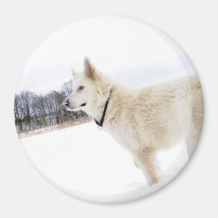 witte herdershond Magnet