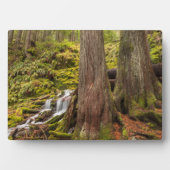 Witte Herfsten, Oregon Cascades, Oregon Fotoplaat (voorkant)