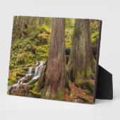 Witte Herfsten, Oregon Cascades, Oregon Fotoplaat (Zijkant)