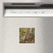 Witte Herfsten, Oregon Cascades, Oregon Magneet (Insitu (Vaatwasser))