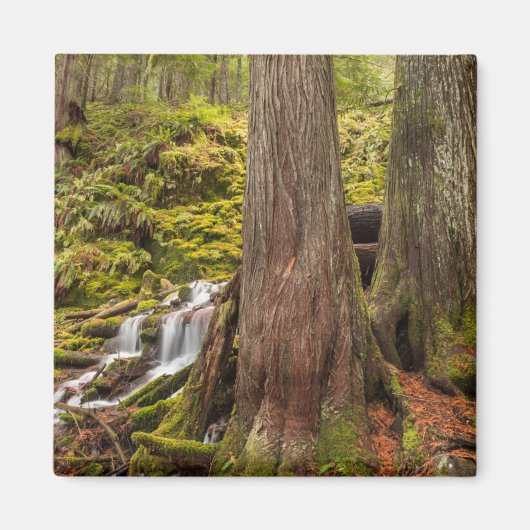 Witte Herfsten, Oregon Cascades, Oregon Magneet (Voorkant)