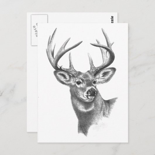 witte hert 84 briefkaart (Voorkant / Achterkant)