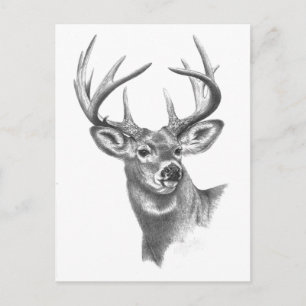 witte hert 84 briefkaart