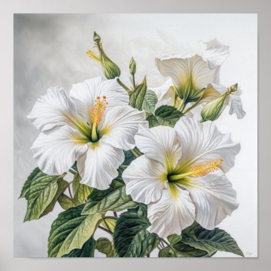 Witte Hibiscus Bloem Kunstprint Poster (Voorkant)