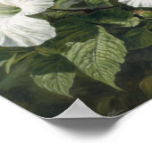 Witte Hibiscus Bloem Kunstprint Poster (Hoek)