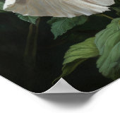 Witte Hibiscus Bloem Kunstprint Poster (Hoek)