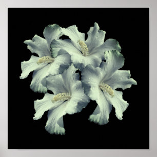 Witte Hibiscus Bloemen Boeket Poster