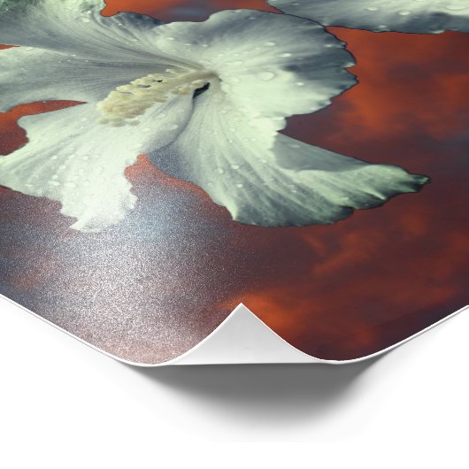 Witte Hibiscus-bloemen op dramatische hemel Foto Afdruk (Hoek)