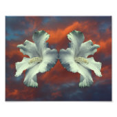 Witte Hibiscus-bloemen op dramatische hemel Foto Afdruk (Voorkant)