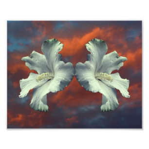 Witte Hibiscus-bloemen op dramatische hemel Foto Afdruk