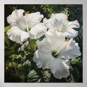 Witte Hibiscus Bloemenkunst Print Poster
