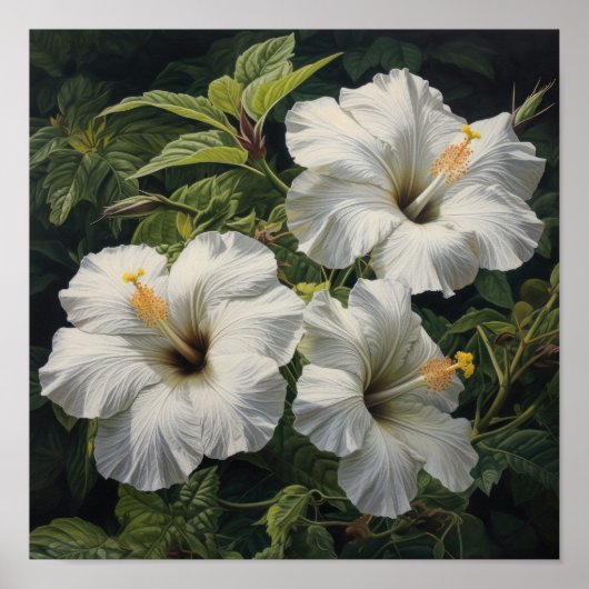 Witte Hibiscus Bloemenkunst Print Poster (Voorkant)