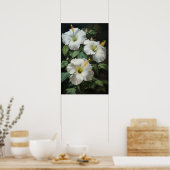 Witte Hibiscus Bloemenkunst Print Poster (Keuken)