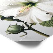 Witte Hibiscus Bloemenkunst Print Poster (Hoek)