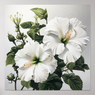 Witte Hibiscus Bloemenkunst Print Poster