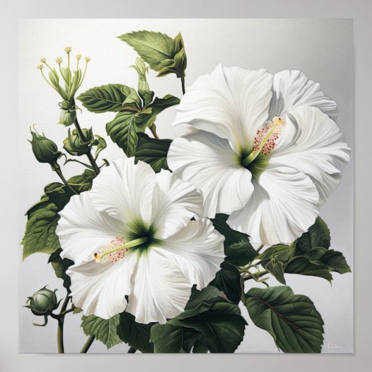 Witte Hibiscus Bloemenkunst Print Poster (Voorkant)
