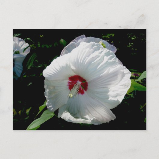 Witte Hibiscus Briefkaart (Voorkant)