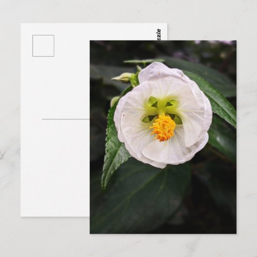 Witte Hibiscus - Eenduidig Briefkaart (Voorkant / Achterkant)