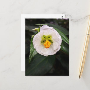 Witte Hibiscus - Eenduidig Briefkaart