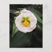 Witte Hibiscus - Eenduidig Briefkaart (Voorkant)