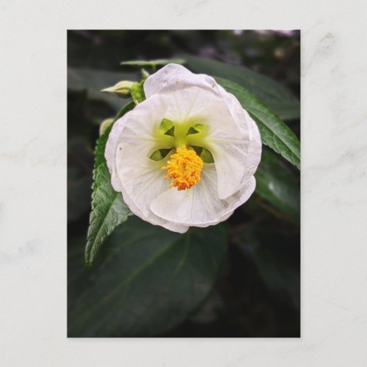 Witte Hibiscus - Eenduidig Briefkaart (Voorkant)