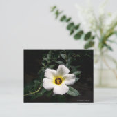 Witte hibiscus flower rode achtergrond briefkaart (Staand voorkant)