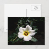 Witte hibiscus flower rode achtergrond briefkaart (Voorkant / Achterkant)