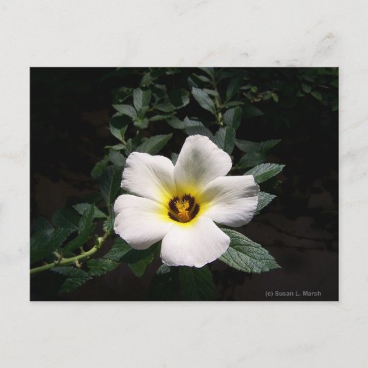 Witte hibiscus flower rode achtergrond briefkaart (Voorkant)