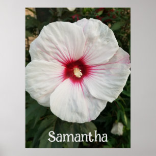 Witte Hibiscus met Heet Roze Centrum Poster