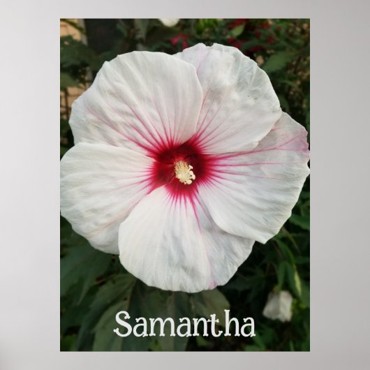 Witte Hibiscus met Heet Roze Centrum Poster (Voorkant)