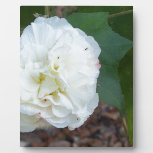 witte hibiscus mutabilis bloem fotoplaat (Voorkant)