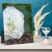 witte hibiscus mutabilis bloem fotoplaat (Zijkant)