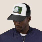 witte hibiscus mutabilis bloem trucker pet (In situ)
