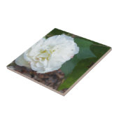 witte hibiscus mutabilis tegeltje (Zijkant)