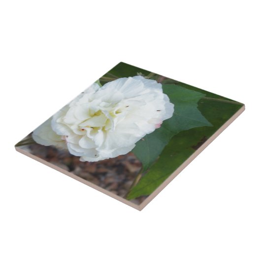 witte hibiscus mutabilis tegeltje (Zijkant)