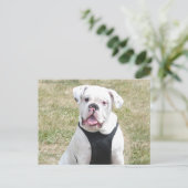 Witte hond briefkaart (Staand voorkant)