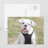 Witte hond briefkaart (Voorkant / Achterkant)
