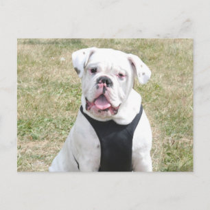 Witte hond briefkaart