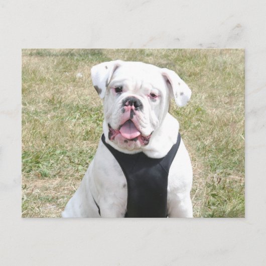 Witte hond briefkaart (Voorkant)