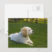 Witte hond briefkaart (Voorkant / Achterkant)