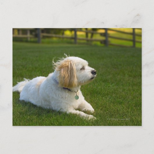 Witte hond briefkaart (Voorkant)