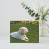 Witte hond briefkaart (Staand voorkant)