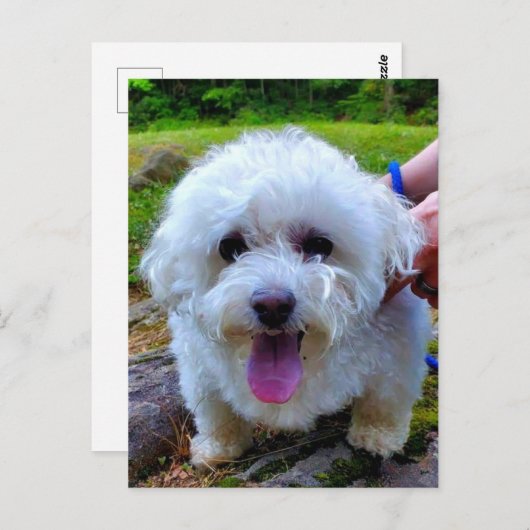 Witte hond briefkaart (Voorkant / Achterkant)