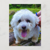 Witte hond briefkaart (Voorkant)