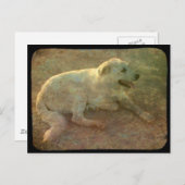 Witte hond briefkaart (Voorkant / Achterkant)