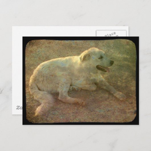 Witte hond briefkaart (Voorkant / Achterkant)